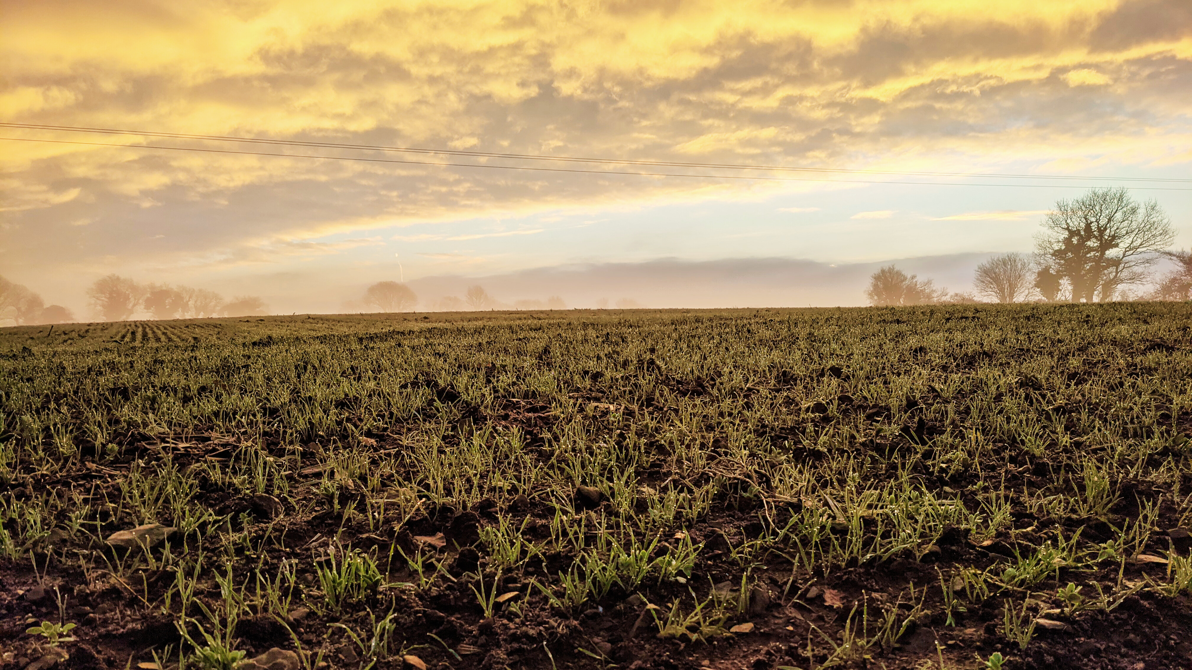 Aurore sur un champ de blé